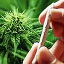 LEGALIZACJA marihuany w Polsce zamiast podniesienia podatków!?