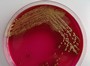 Nowa superbakteria E.coli. Pływa w oceanie